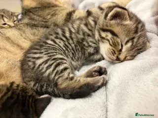 Mixed Breed cats British Short Hair Cross Bengal Gorgeous Baby Boys - Advert 10