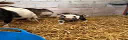 Goats livestock for sale: 2 beautiful Pygmy Nannies with kids at foot ❤️ in Gretna - Advert 3