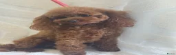 Toy Poodle dogs for sale: Gorgeous Asian Type Toy Poodle  - Advert 3