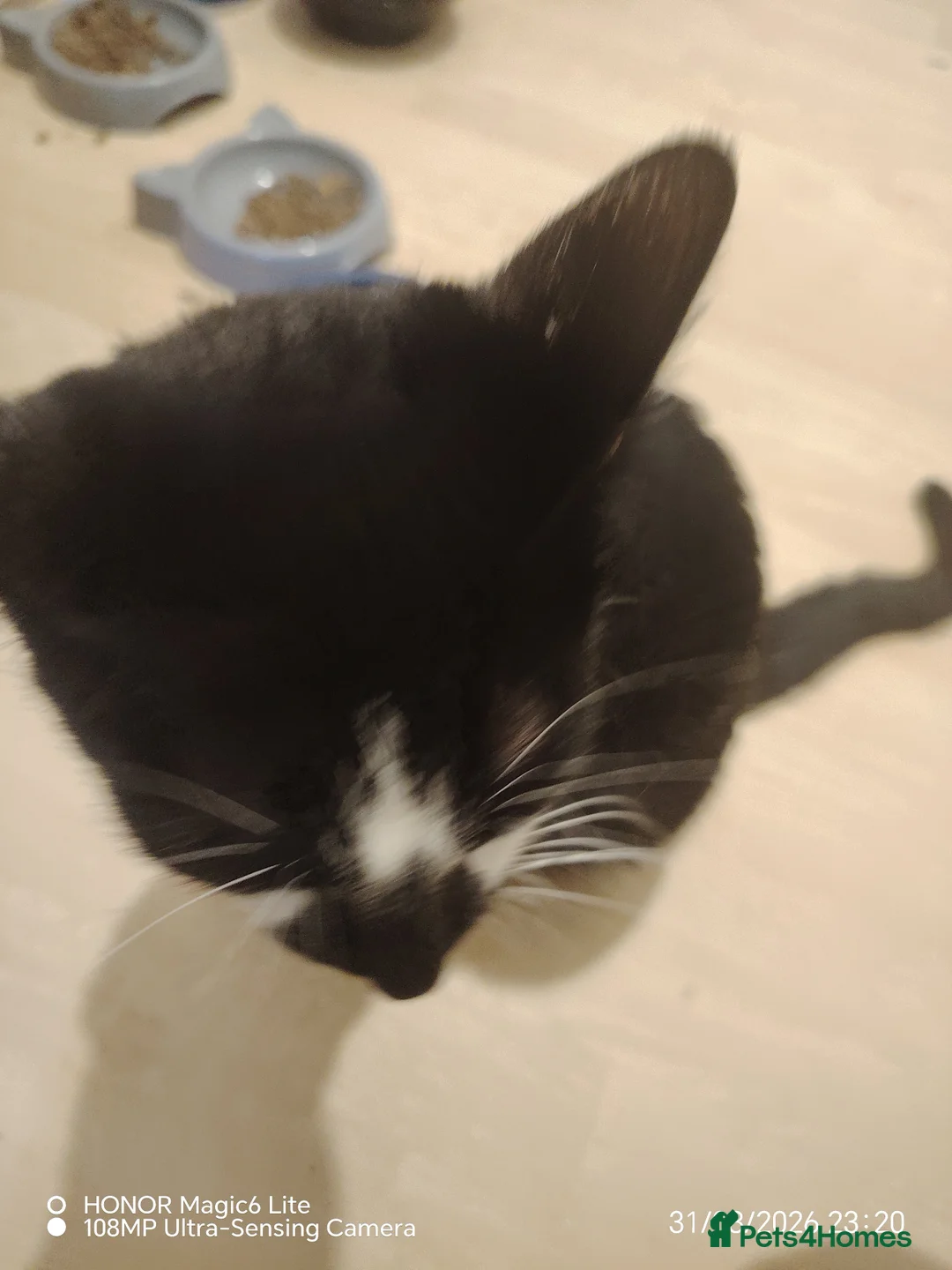 Domestic Shorthair cats for sale: Kittens for adoption  in High Wycombe - Advert 2