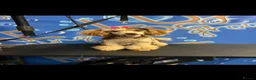 Cockapoo dogs for sale: Stunning Yankeepoo puppies ❤️ in Doncaster - Advert 11