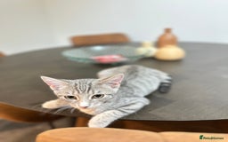 British Shorthair cats for sale: Cute kittens in Leicester - Image 2
