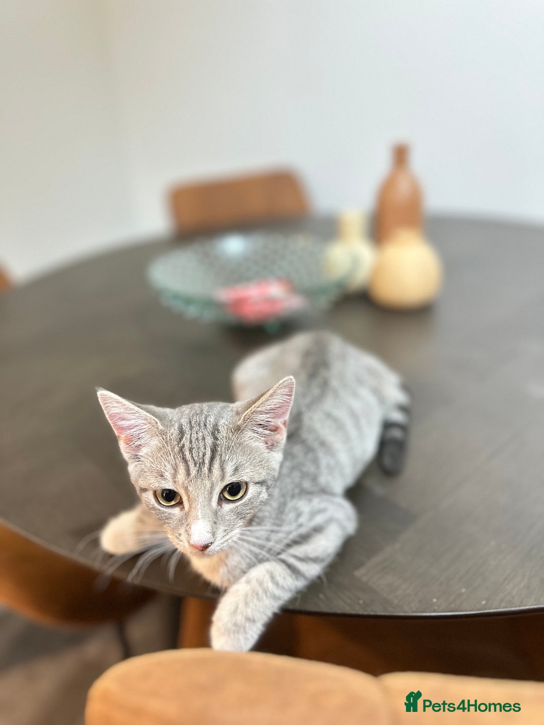 British Shorthair cats for sale: Cute kittens in Leicester - Image 2