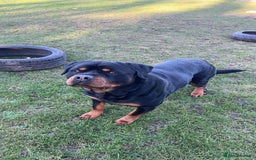 Rottweiler dogs for stud: Rottweiler Stud  in Dunstable - Image 4