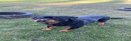 Rottweiler dogs for stud: Rottweiler Stud  in Dunstable - Advert 4