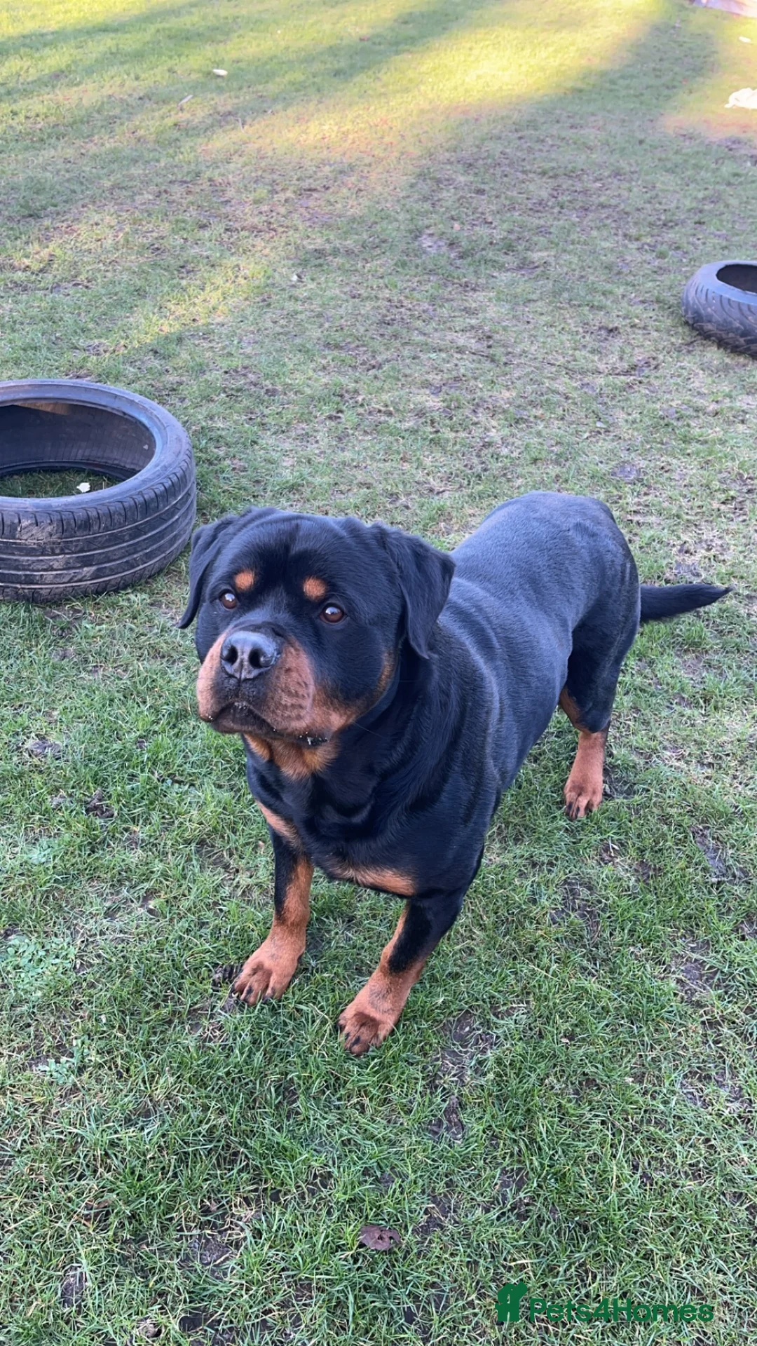 Rottweiler dogs for stud: Rottweiler Stud  in Dunstable - Advert 4