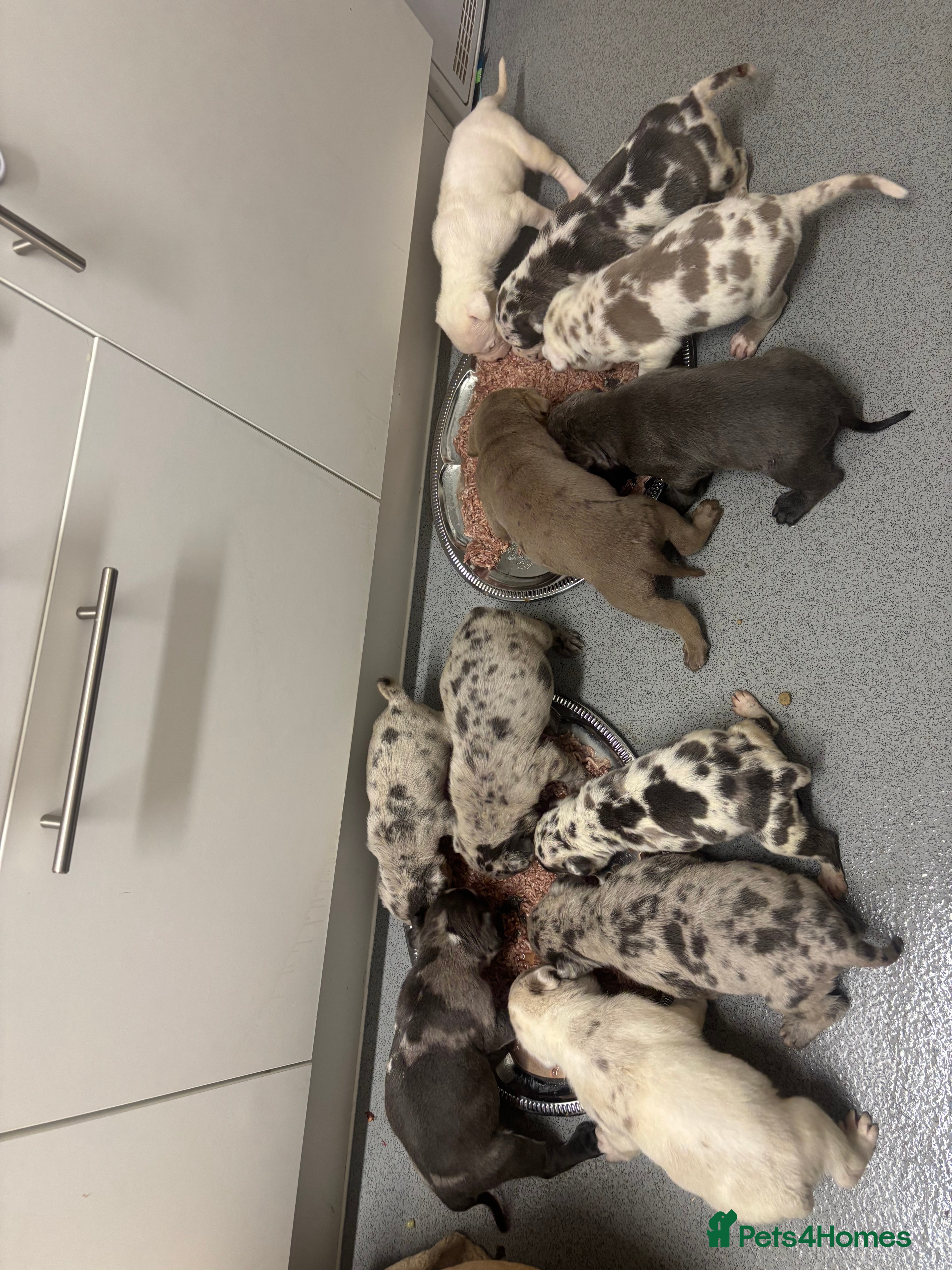 Neapolitan Mastiff dogs 💙 Neapolitan Mastiff Puppies champion bloodline💙 - Advert 4