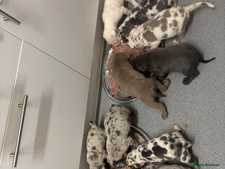 Neapolitan Mastiff dogs 💙 Neapolitan Mastiff Puppies champion bloodline💙 - Advert 4