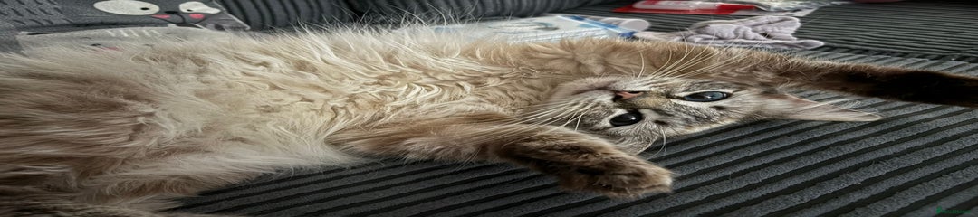 Ragdoll Kitten 2