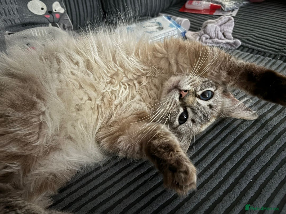 Ragdoll cats for sale: 2 beautiful Ragdolls rehoming - Image 3