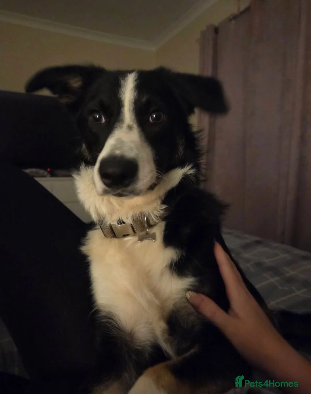 Border Collie dogs for sale: 10 month old male border collie  in Nottingham - Advert 6