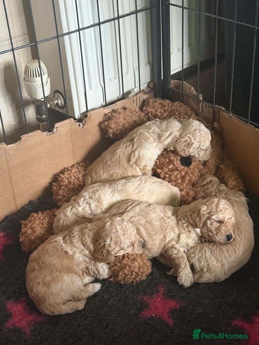 Poochon dogs for sale: poochon puppies  - Image 5