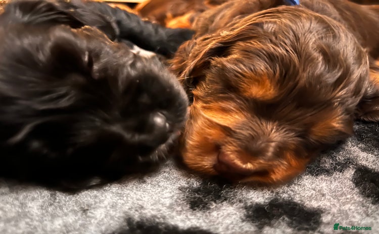 Cocker Spaniel dogs - Advert 1