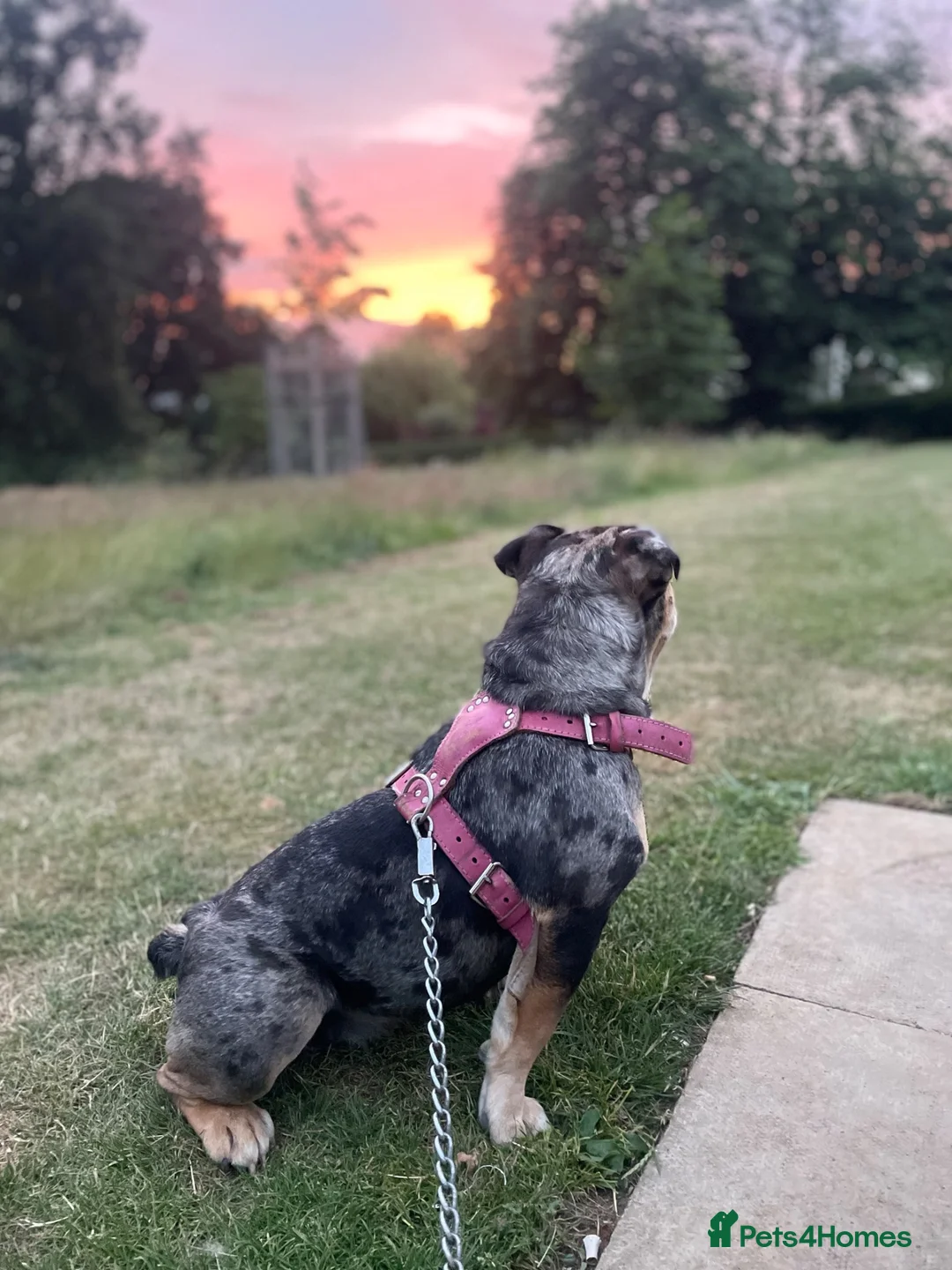 English Bulldog dogs for sale: English bulldog in Northampton - Advert 2