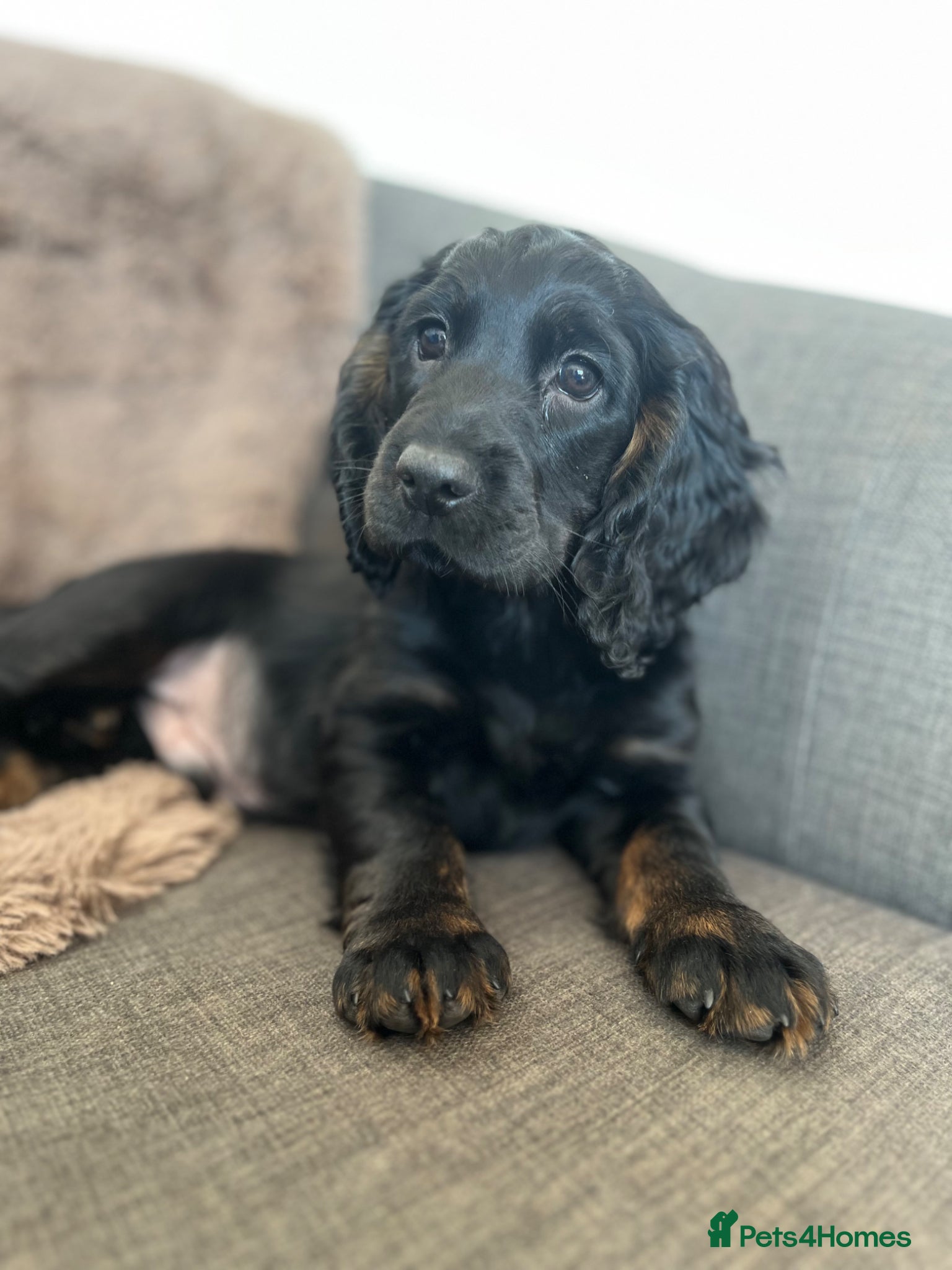 Cocker Spaniel dogs 🌟 KC working cocker spaniel dog  puppy 🌟  - Advert 6