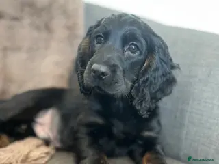 Cocker Spaniel dogs 🌟 KC working cocker spaniel dog puppy 🌟 - Advert 6