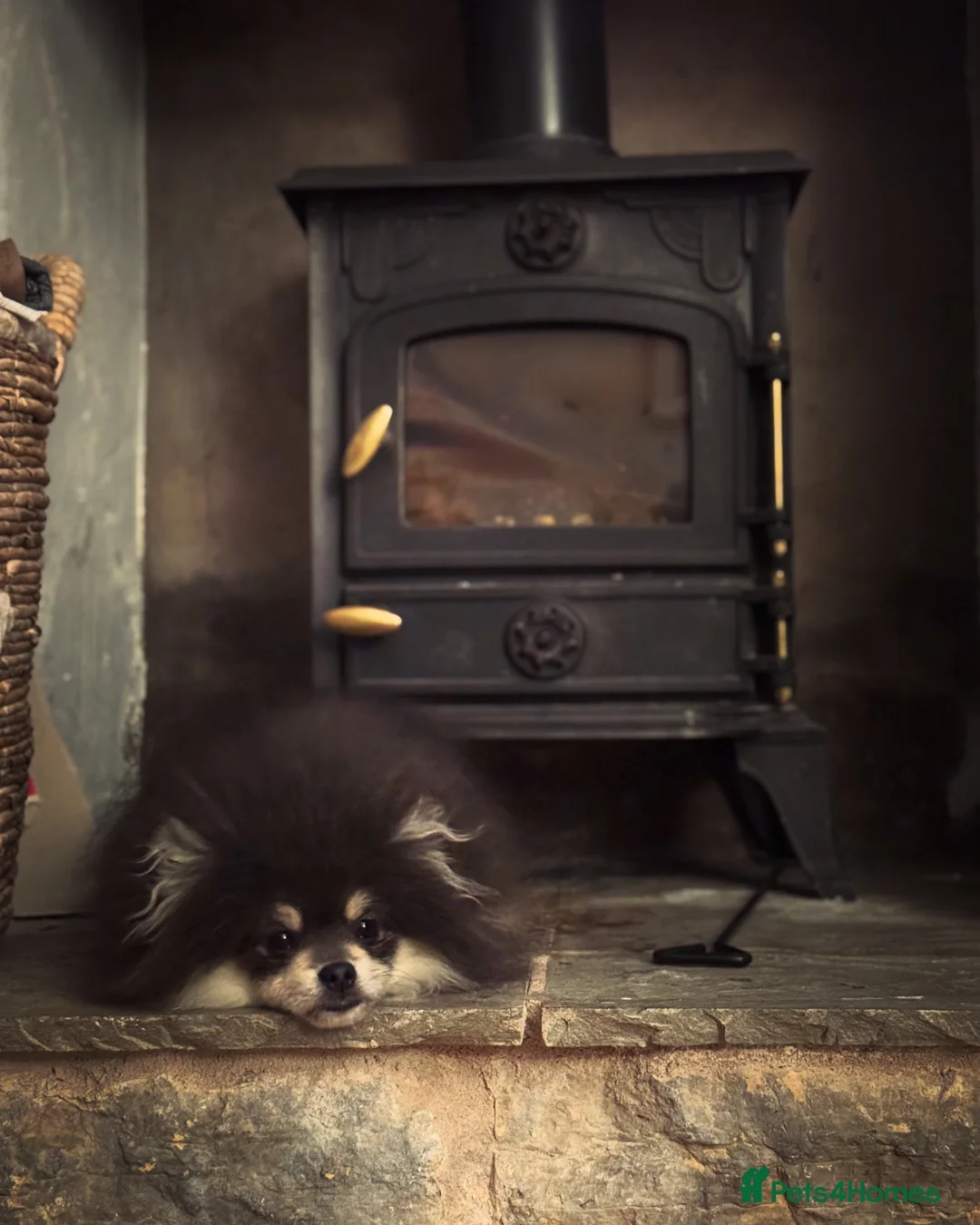 Pomeranian dogs for stud: Stunning KC Reg blue and tan Pom at Stud  in Ripon - Advert 3