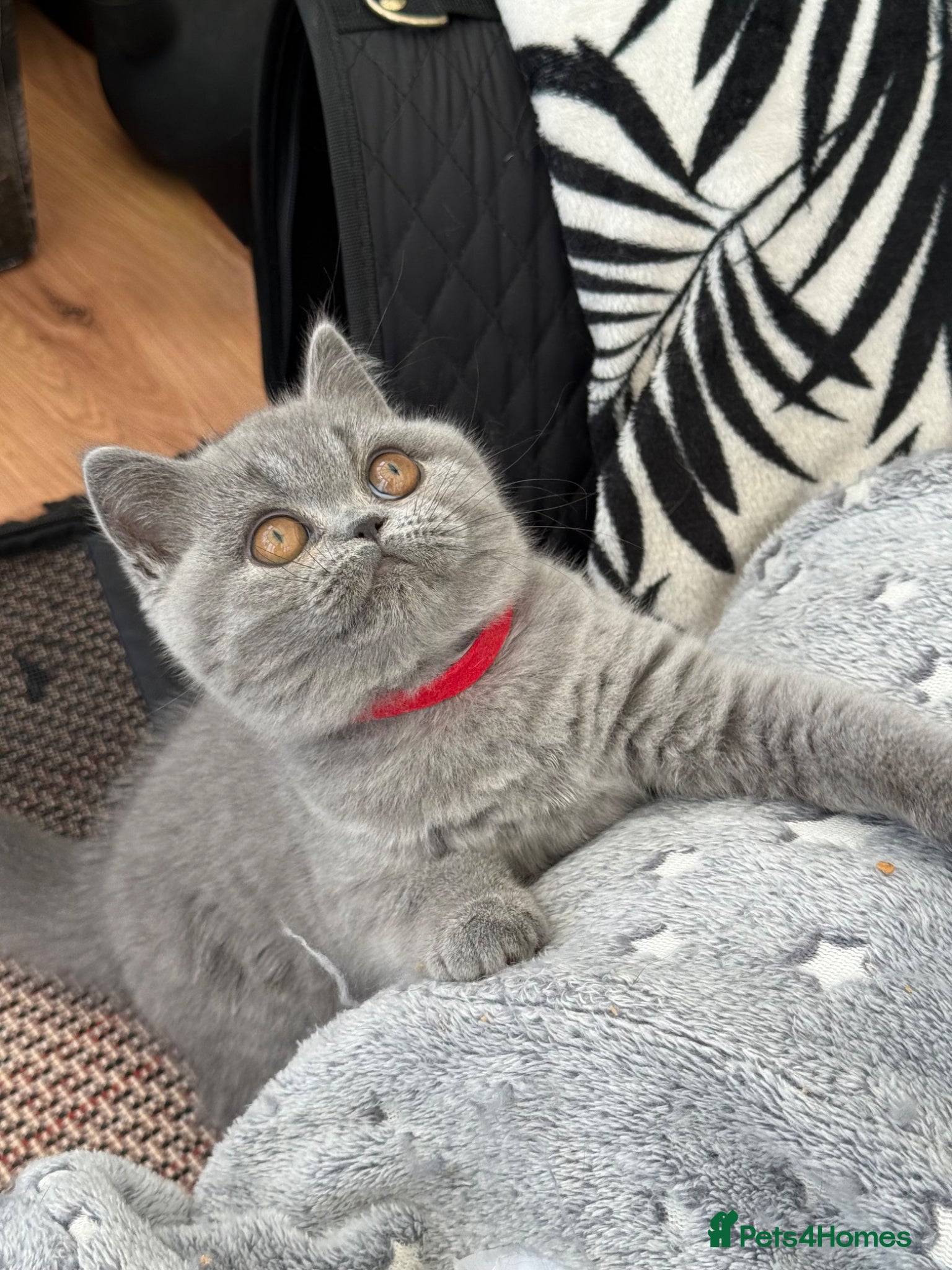 British Shorthair Kitten 7