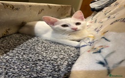 Mixed Breed cats for sale: Two Beautiful Kittens 💕 - Image 5