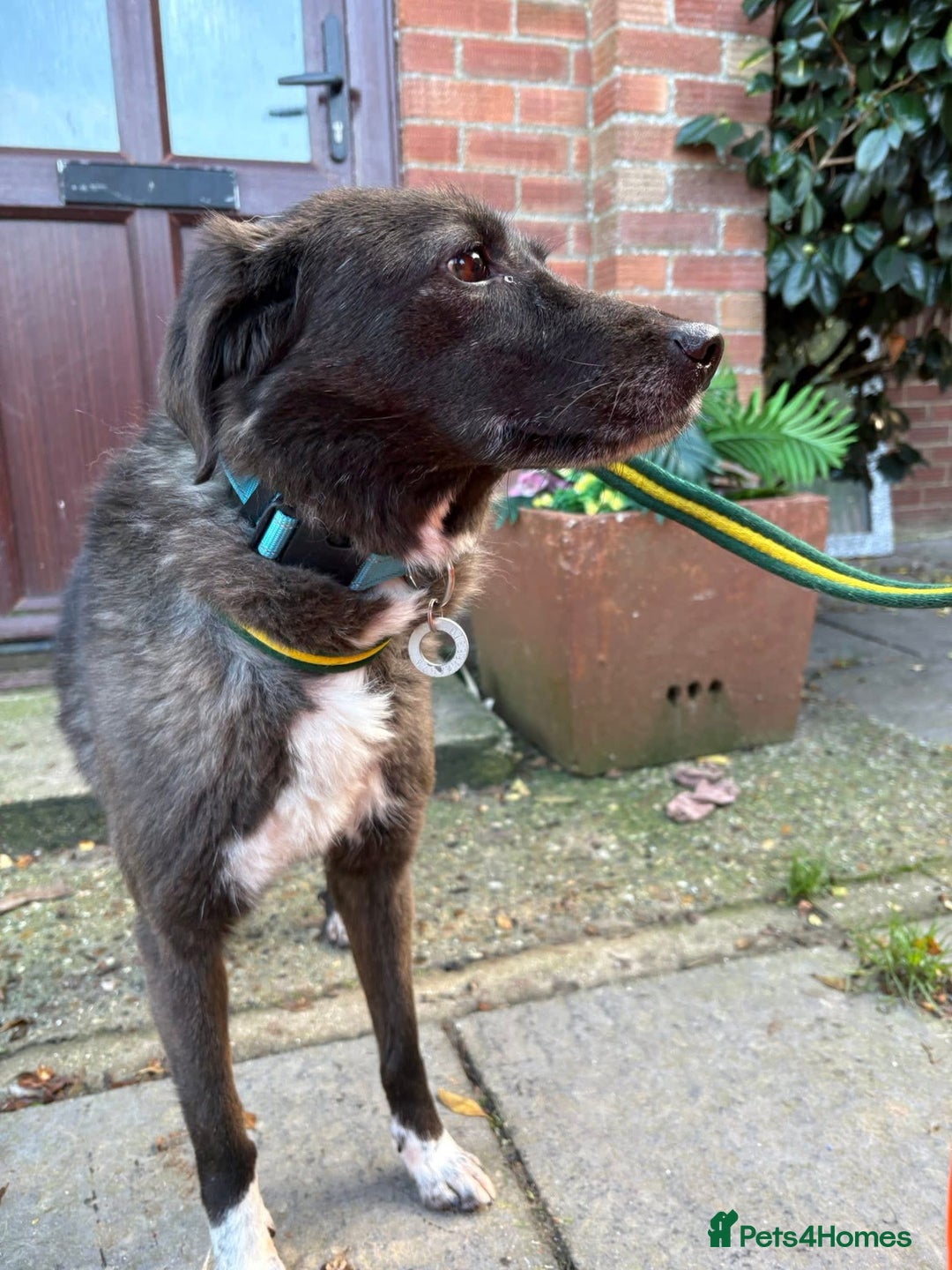 Mixed Breed dogs for adoption: Felice - Norwich Norfolk  - Advert 14