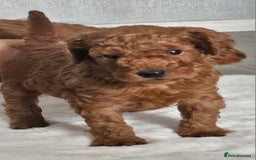 Miniature Poodle dogs for sale: Deep red Miniature Poodles  - Image 7