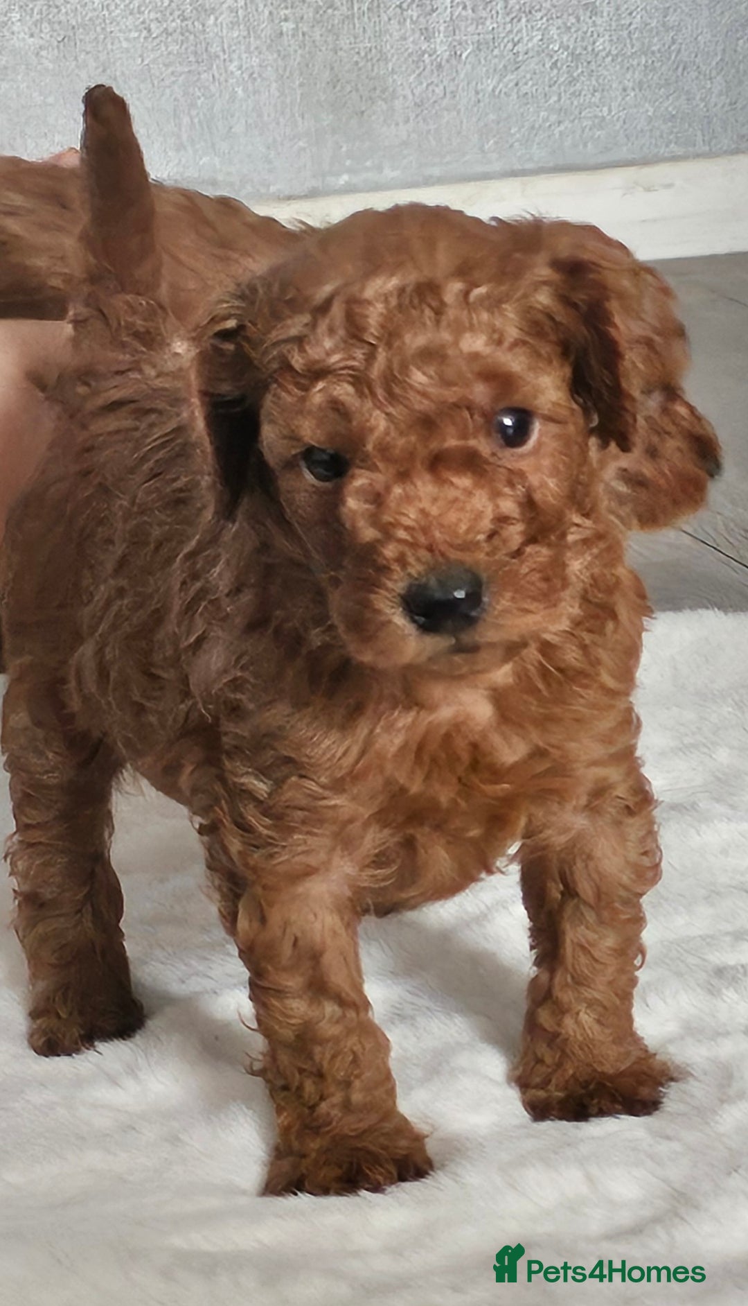 Miniature Poodle dogs for sale: Deep red Miniature Poodles  - Image 7