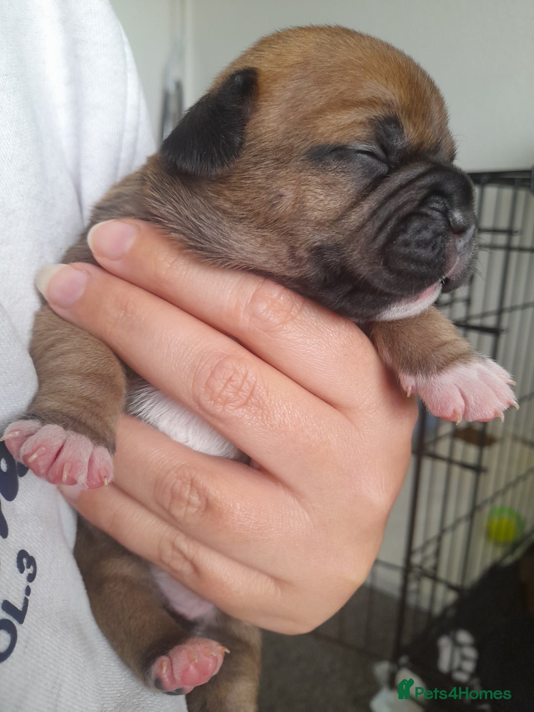 Mixed Breed dogs for sale: Puppies for sale ready 10th September - Image 16