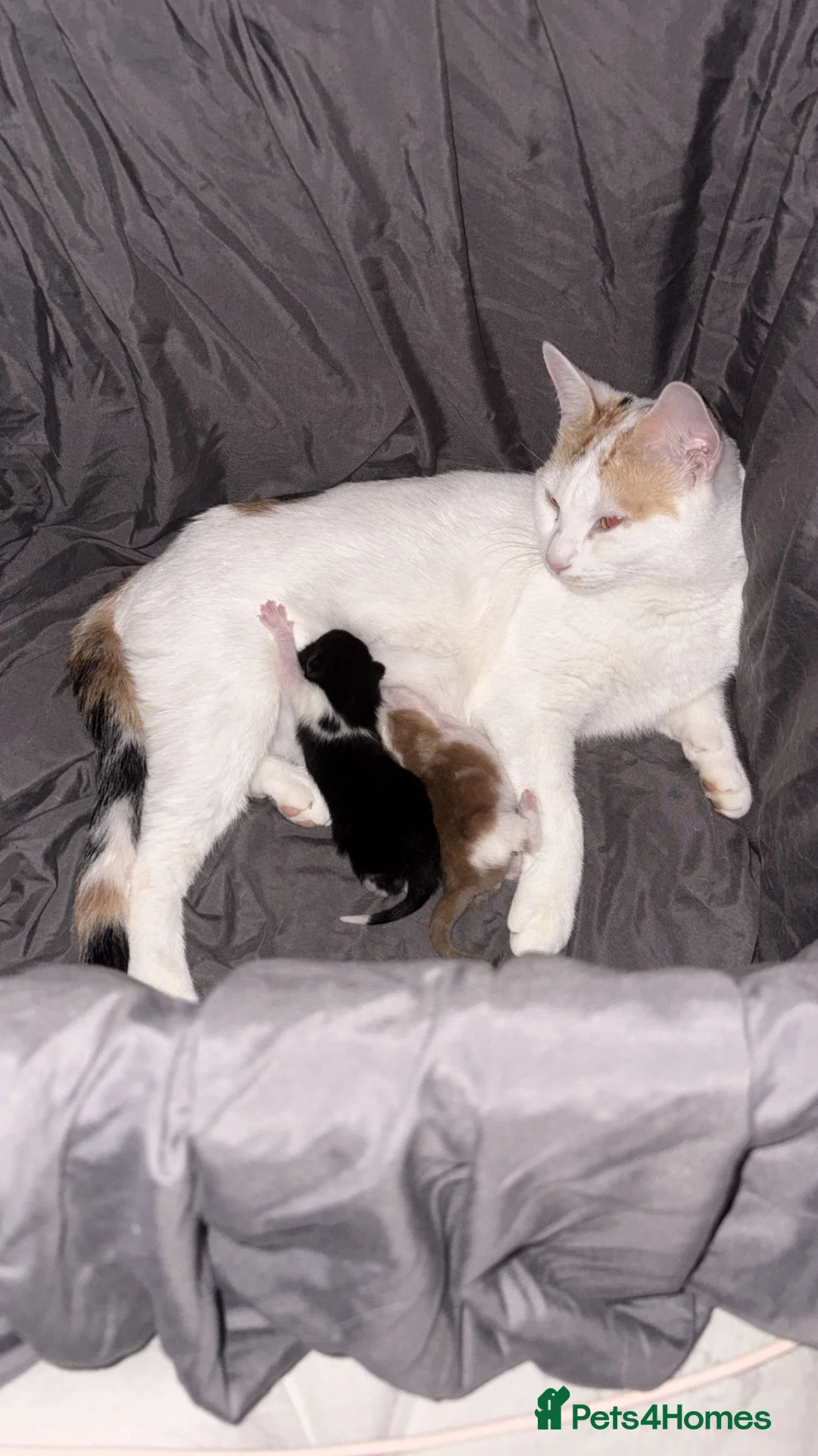 Mixed Breed cats for sale: 1 black and white boy - Advert 2