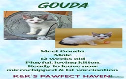 Domestic Shorthair cats for sale: Kittens and cats for adoption.  - Image 4
