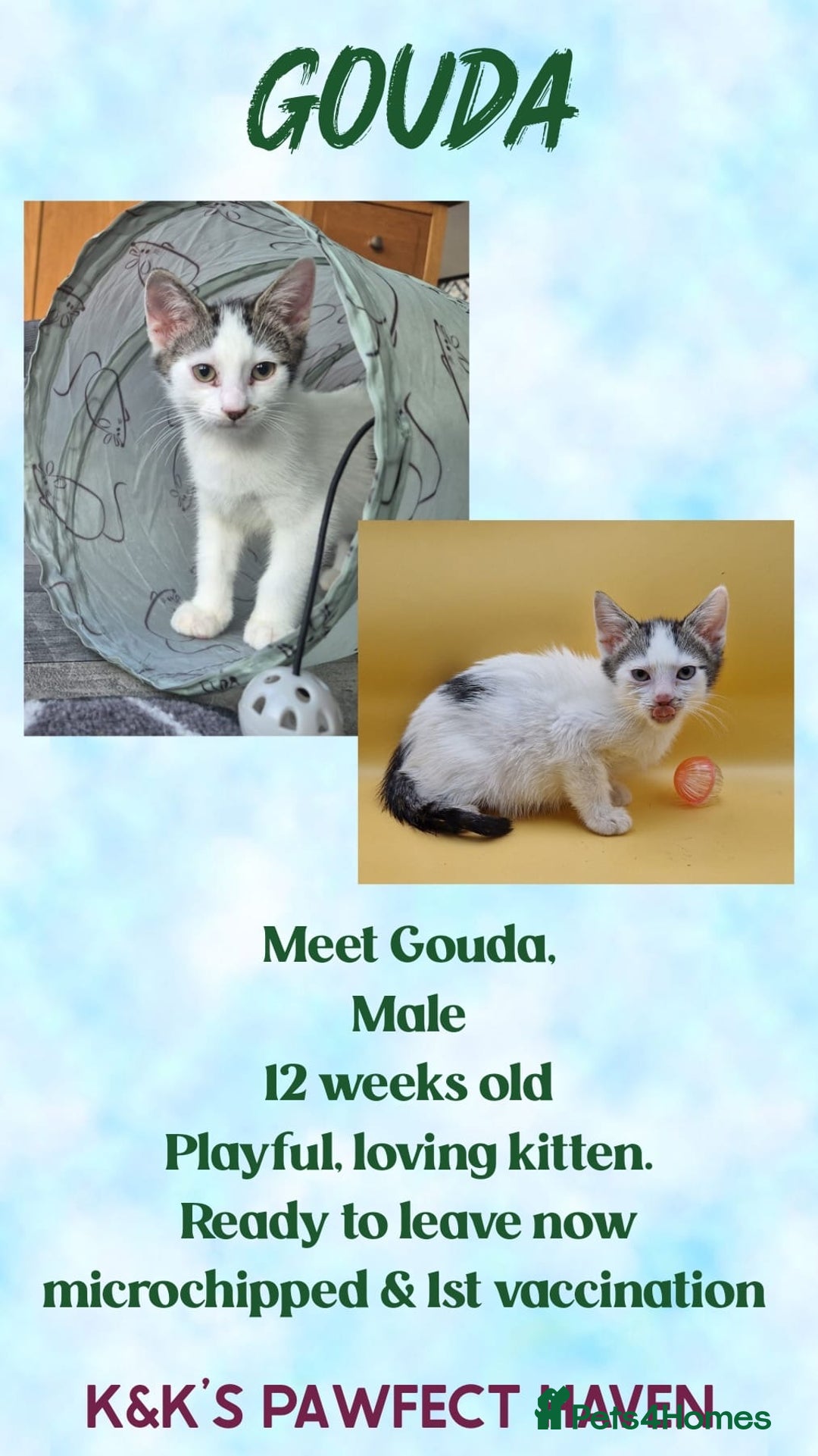 Domestic Shorthair cats for sale: Kittens and cats for adoption.  - Image 4