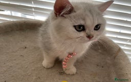 British Shorthair cats for sale: Adorable Tica registered BSH Kittens for sale - Image 21