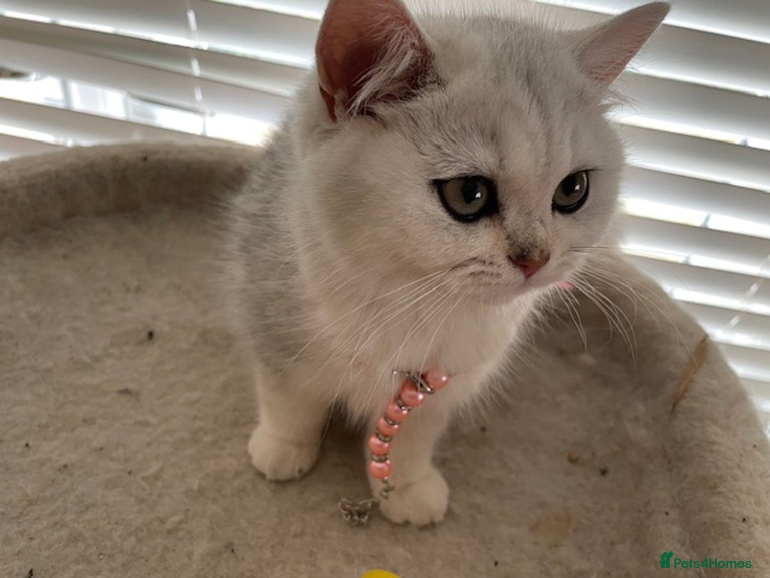 British Shorthair cats for sale: Adorable Tica registered BSH Kittens for sale - Image 21