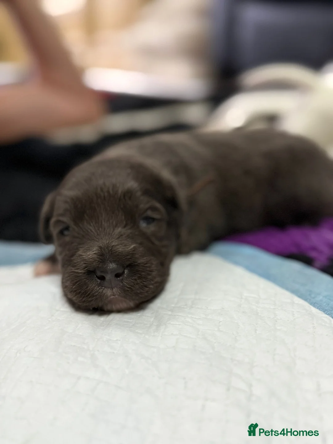 Staffordshire Bull Terrier dogs for sale: Handsome buster  - Advert 11