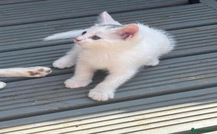 Mixed Breed cats - Advert 1