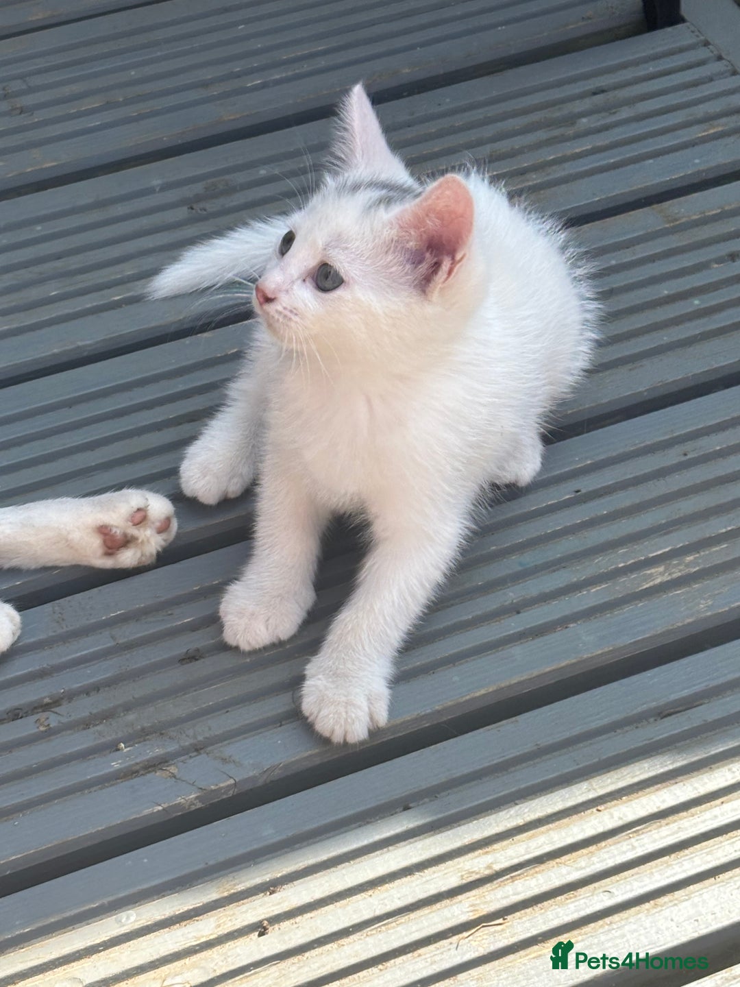 Mixed Breed cats for sale: Beautiful kittens  - Image 1