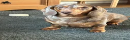 Dachshund dogs for sale: Dapple Dachshund- male/nearly 4 years old - Advert 2