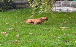 Cocker Spaniel dogs for sale: KC Working Cocker Spaniel Puppy for Sale - Image 4