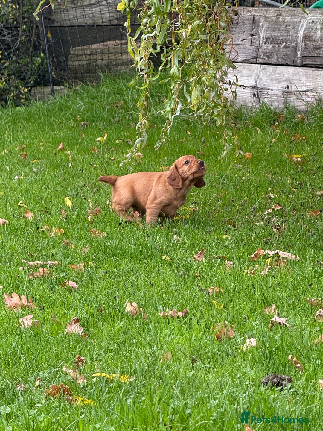 Cocker Spaniel dogs for sale: KC Working Cocker Spaniel Puppy for Sale - Image 4