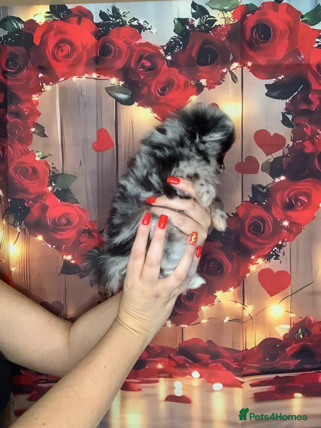 Pomeranian dogs for sale: UNIQUE BEAR FACE POMERANIAN LITTER - Advert 17