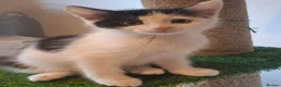 British Shorthair cats for sale: 2 beautiful adorable kittens  - Advert 1