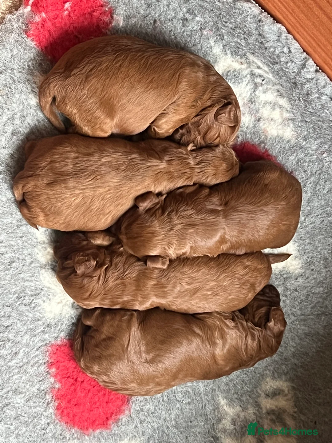 Irish Doodle dogs for sale: Beautiful Irish doodle puppies  - Advert 24