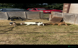 Jack Russell dogs for sale: Jack Russell Bitchs  - Image 1