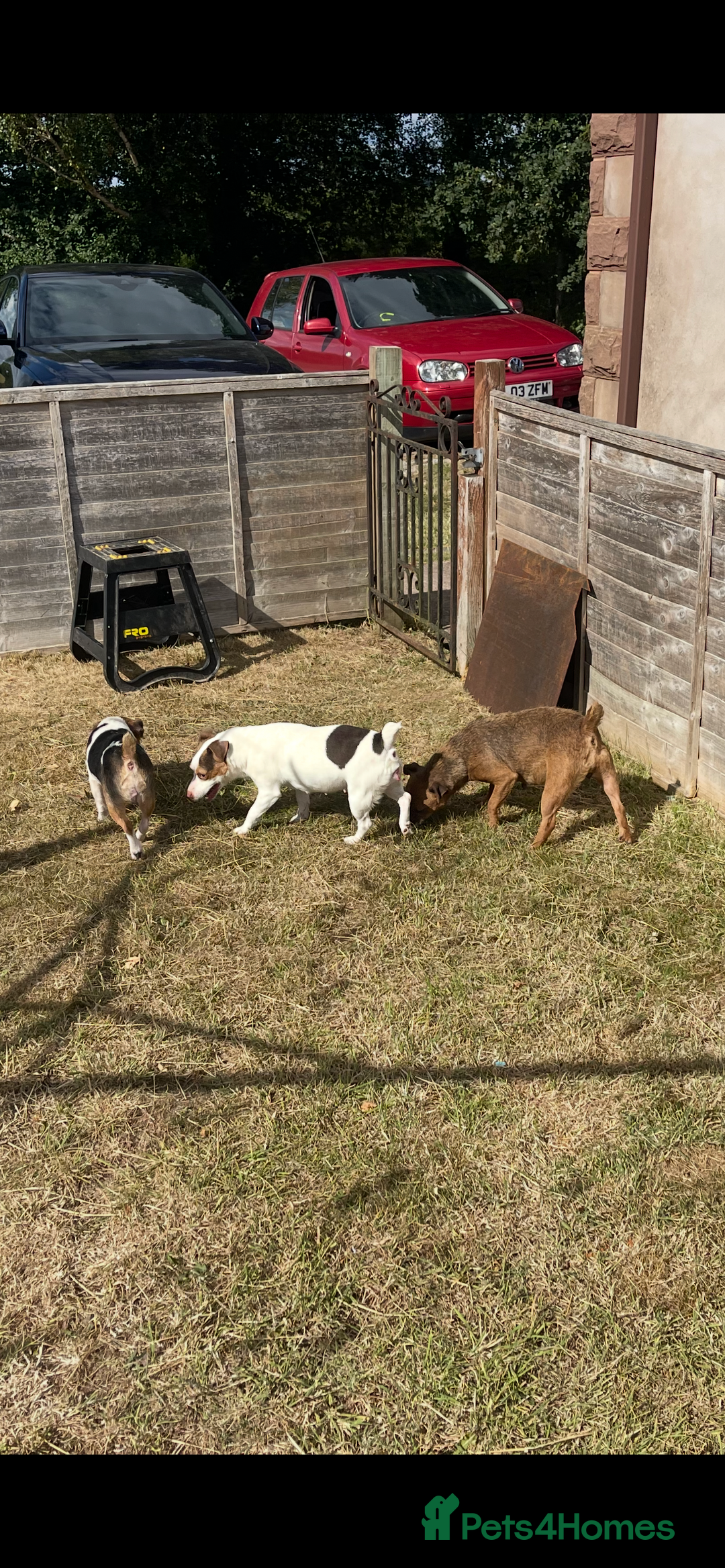 Jack Russell dogs for sale: Jack Russell Bitchs  - Image 1