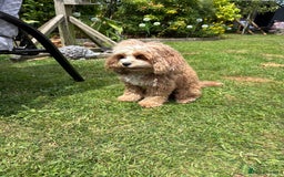 Cavapoo dogs for sale: Mr cavapoo F1B  - Image 9