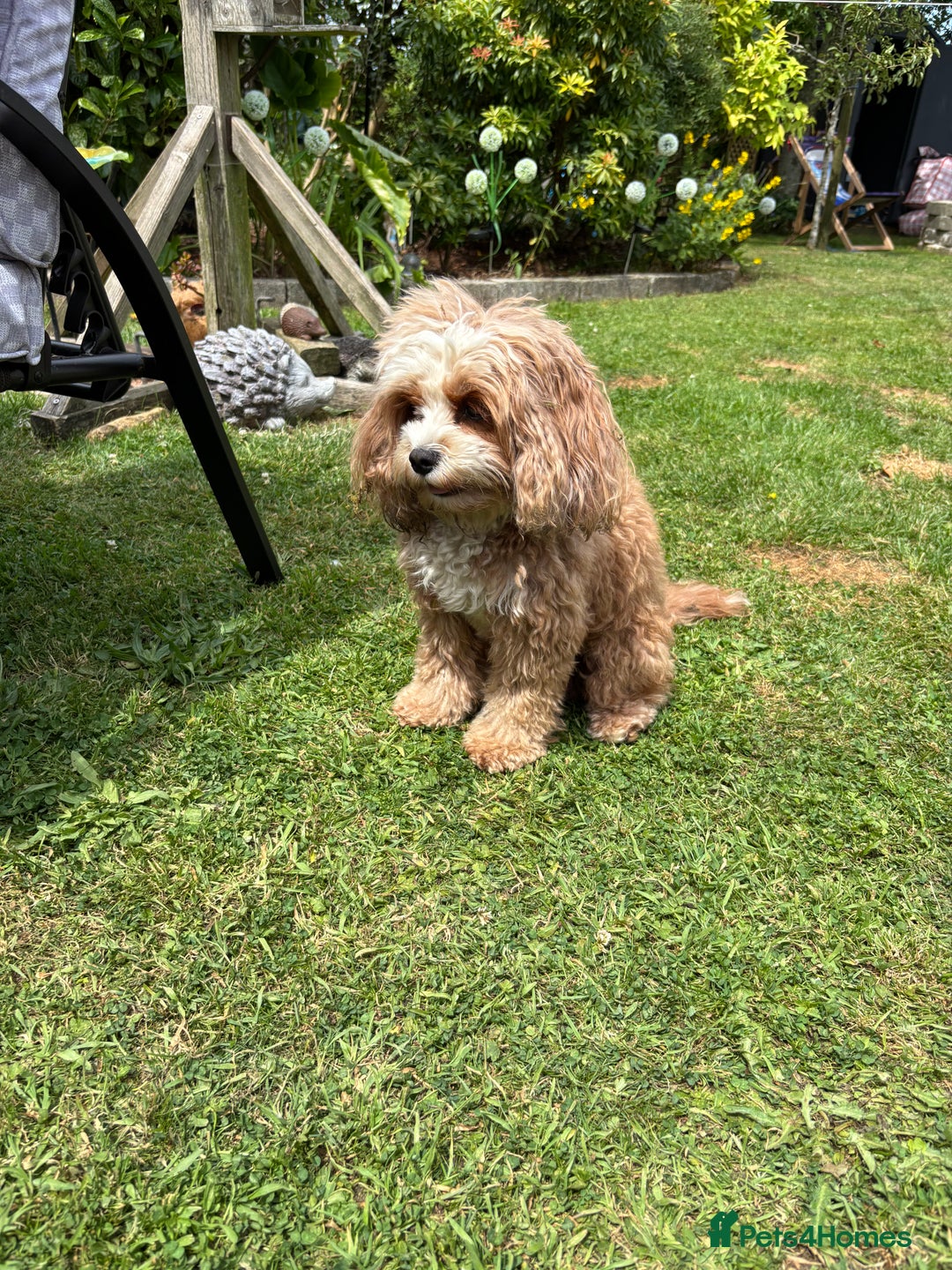 Cavapoo dogs for sale: Mr cavapoo F1B  - Image 9