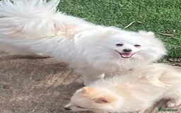Pomeranian dogs for sale: Beautiful Pomeranian puppy’s  - Image 8