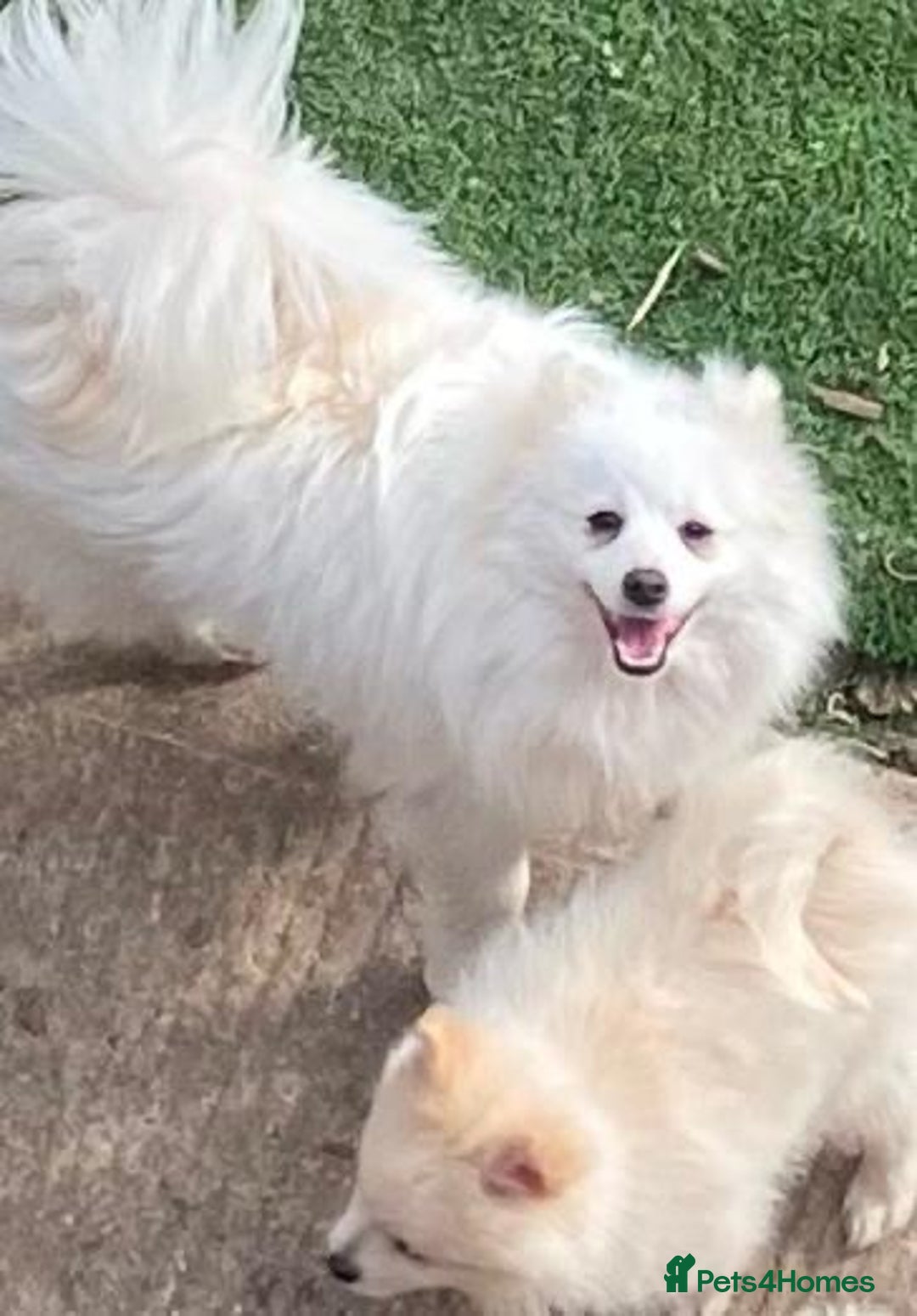 Pomeranian dogs for sale: Beautiful Pomeranian puppy’s  - Image 8