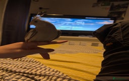 Cockatiels birds for sale: Hand reared cockatiel - Image 2
