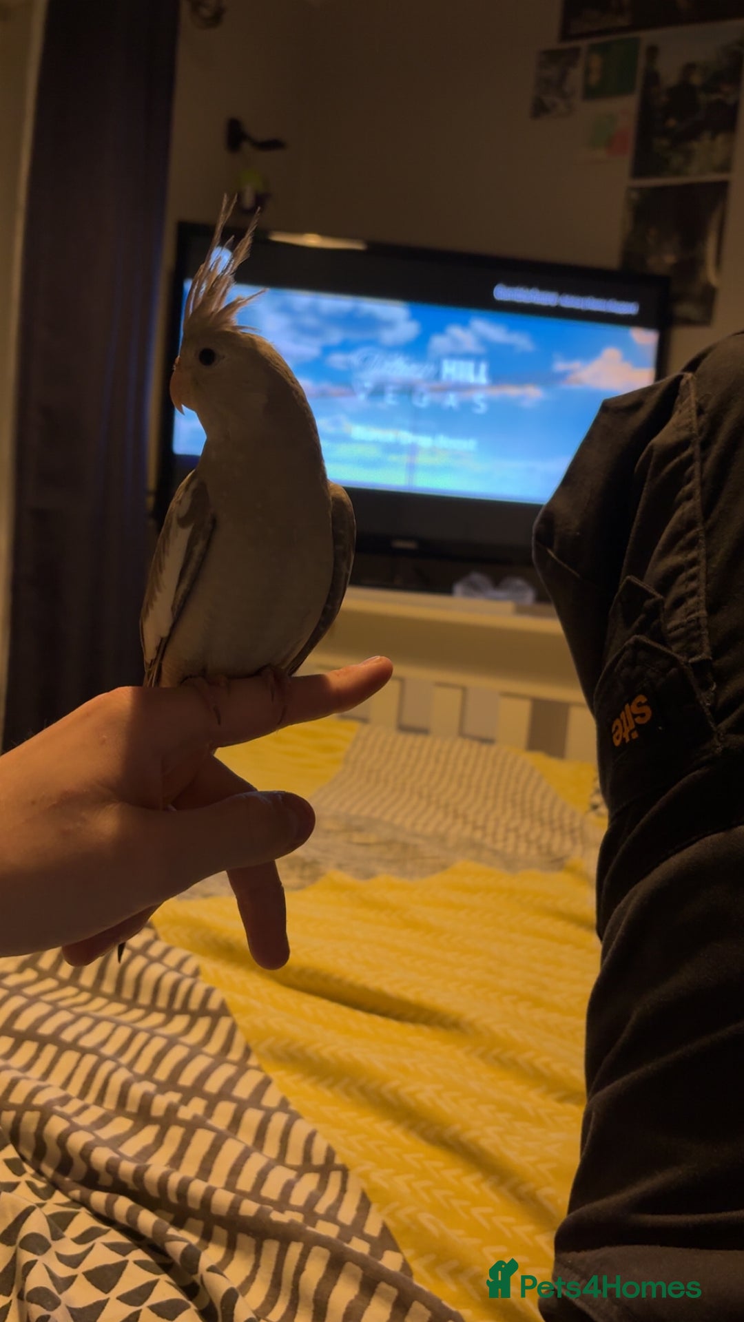 Cockatiels birds for sale: Hand reared cockatiel - Image 2