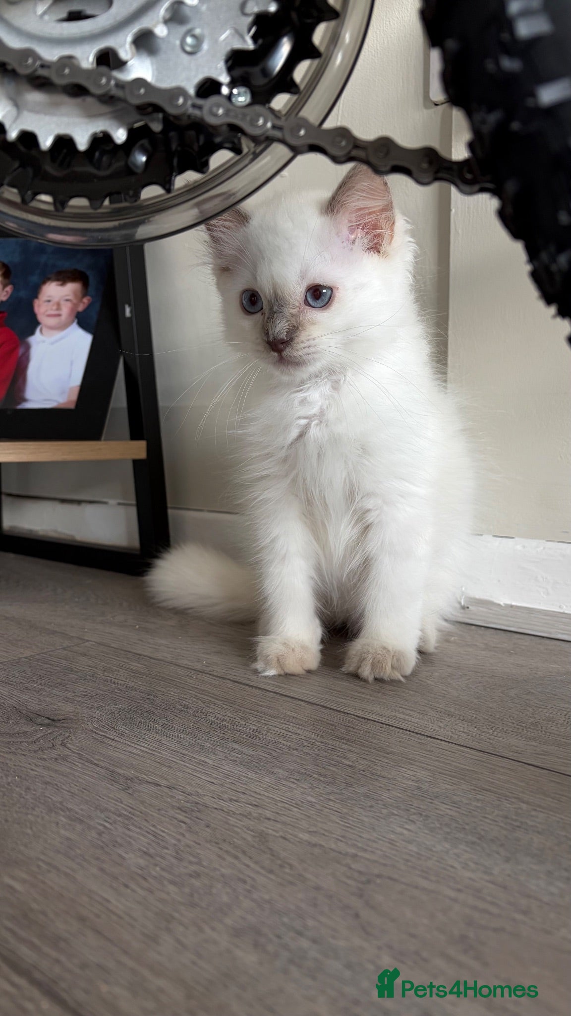Ragdoll cats male ragdoll ready now - Advert 12